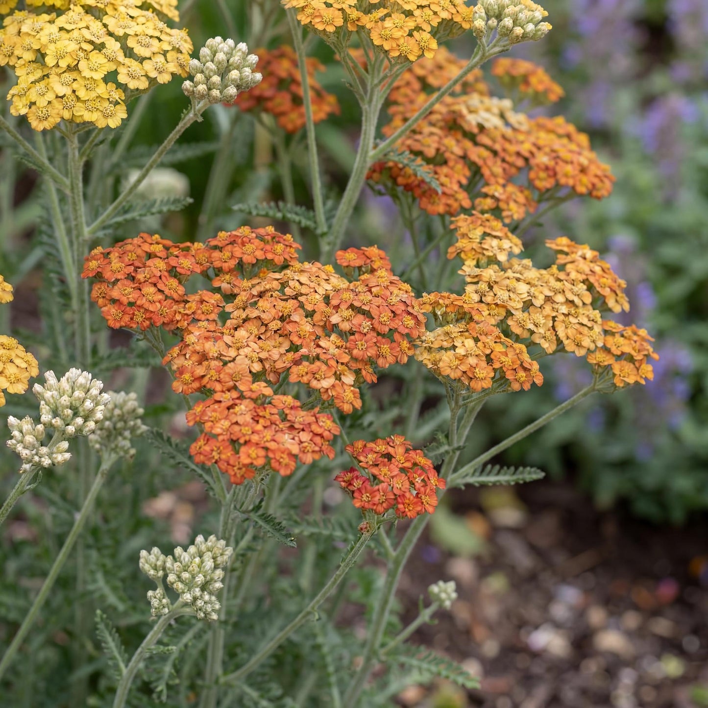 Terracotta Yarrow