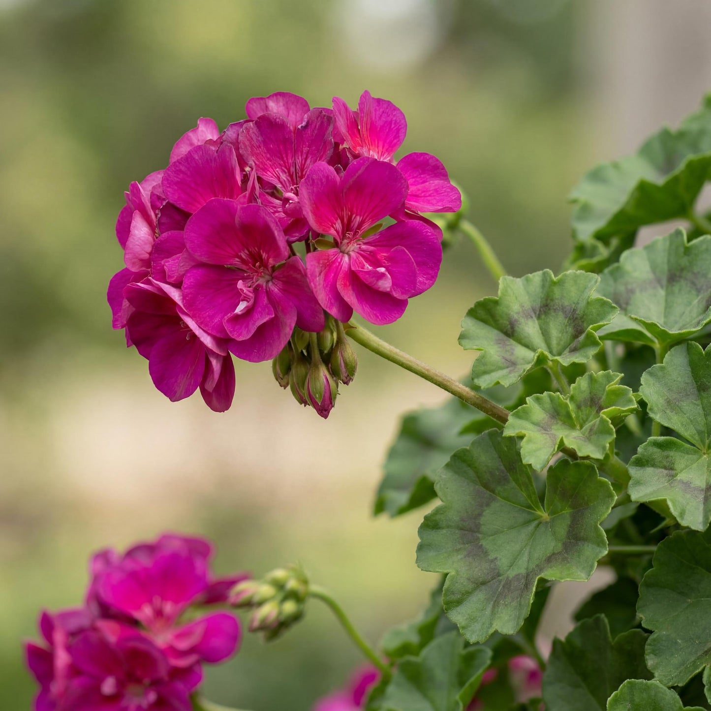 Blue Great Balls of Fire Ivy Geranium