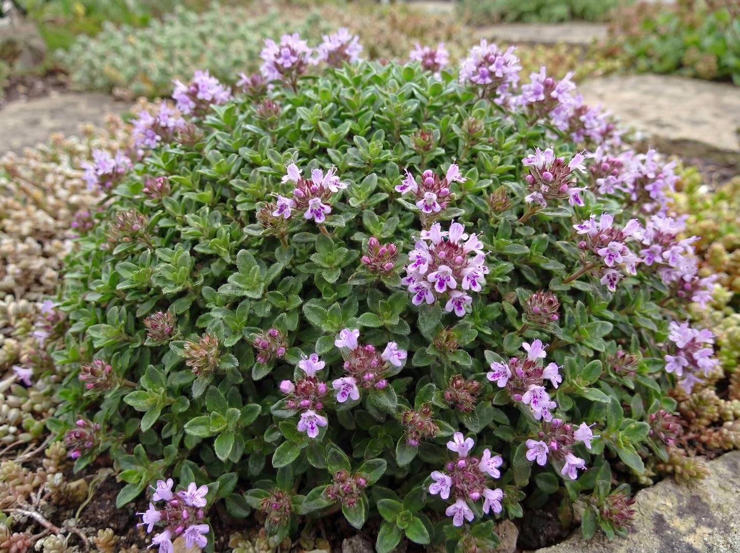 Elfin Thyme