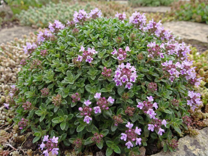 Elfin Thyme
