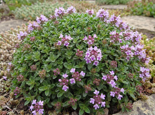 Elfin Thyme