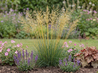Glow Sticks Tall Fescue