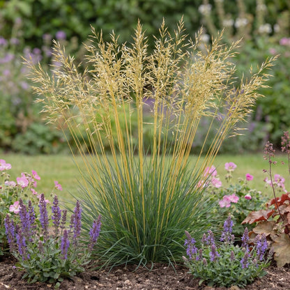 Glow Sticks Tall Fescue