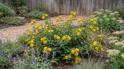 New Gold Trailing Lantana