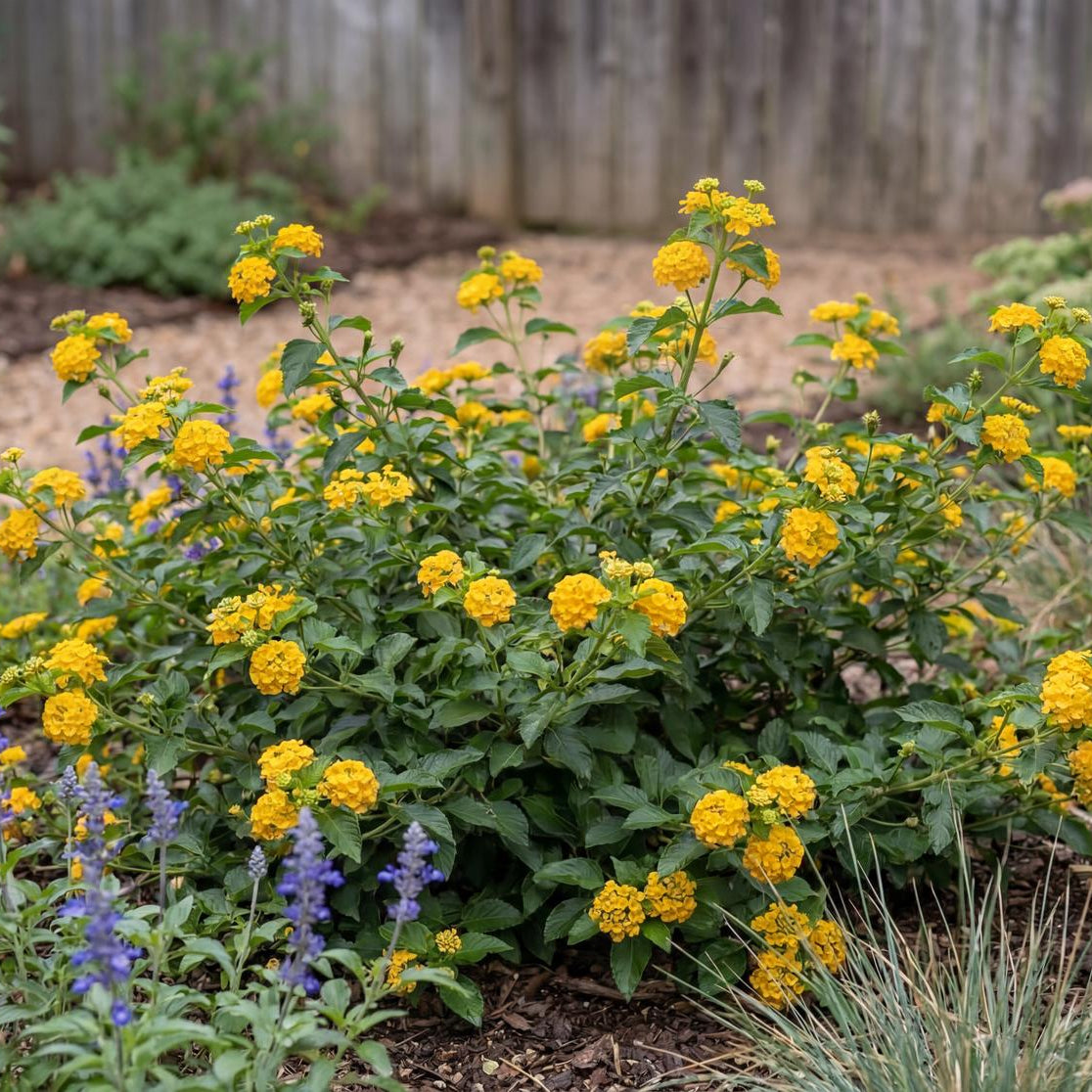 New Gold Trailing Lantana