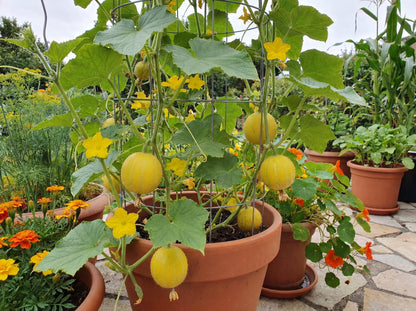 Lemon Cucumbers