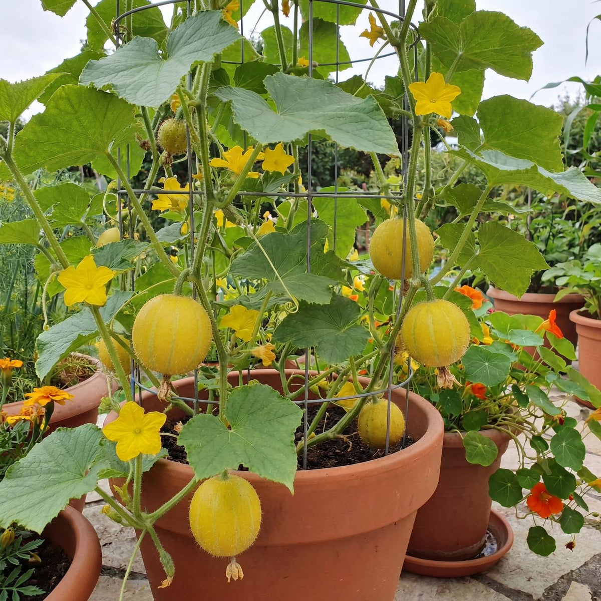 Lemon Cucumbers