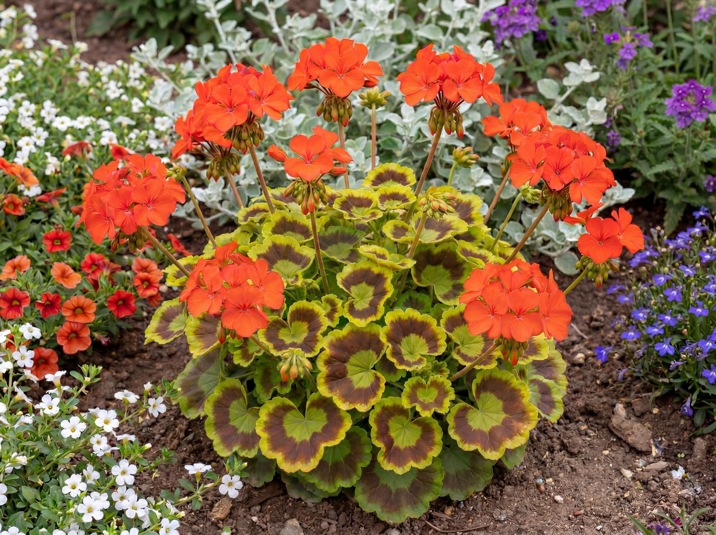 Brocade Fire Fancy Leaf Geranium
