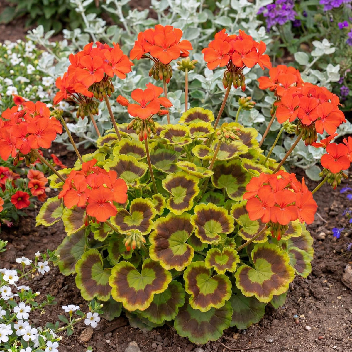 Brocade Fire Fancy Leaf Geranium