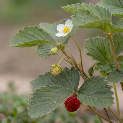 Woodland Strawberry