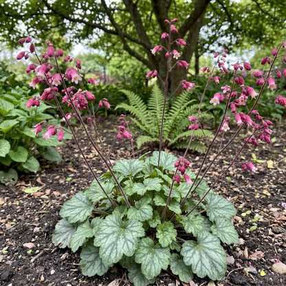 Canyon Duet Heuchera