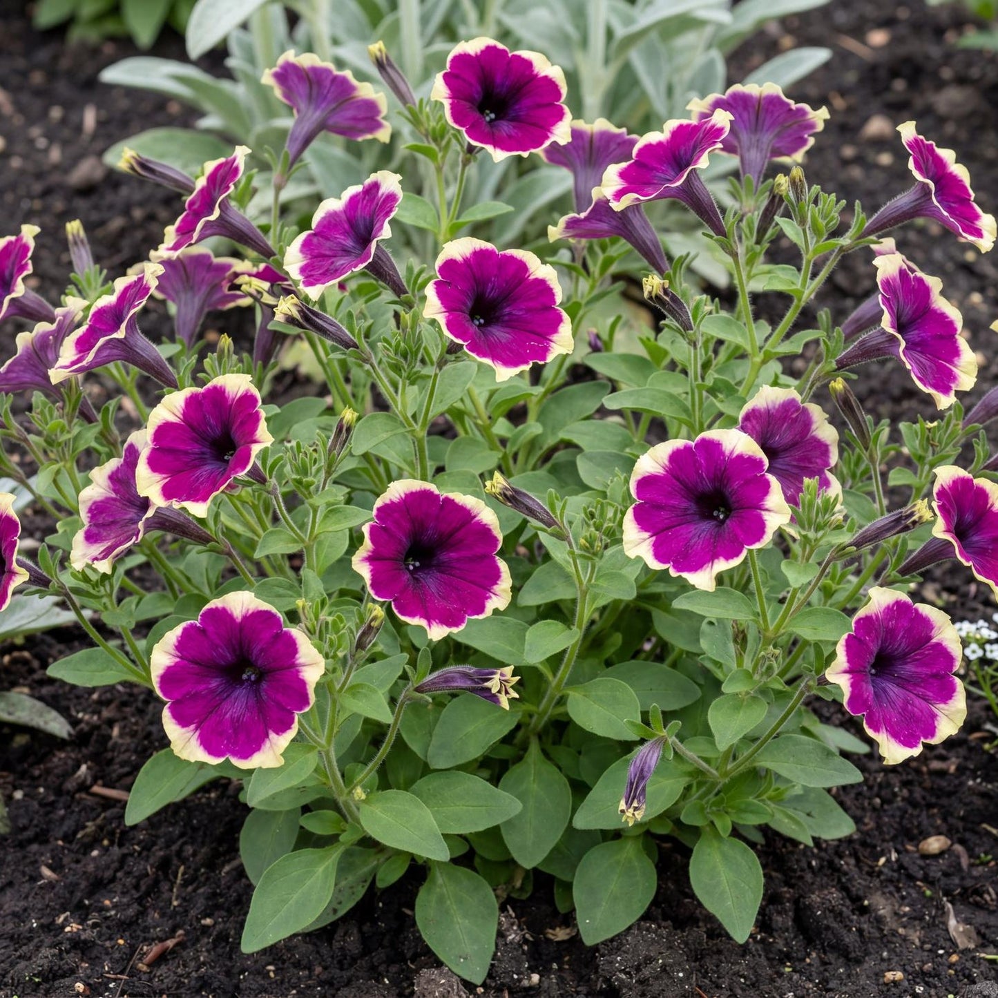 French Kiss Petunia