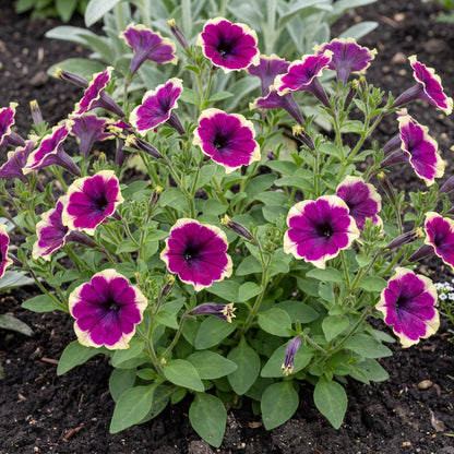 French Kiss Petunia