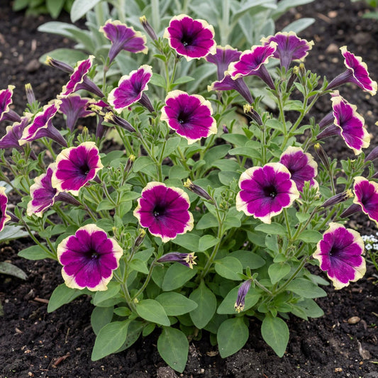 French Kiss Petunia