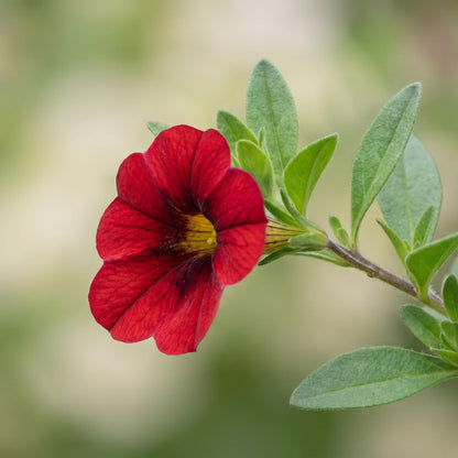 Aloha Nani Dark Red Calibrachoa