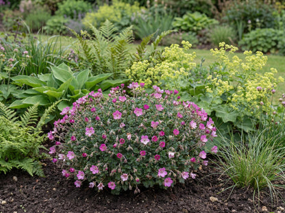 Bishop's Form Pink Floral Erodium