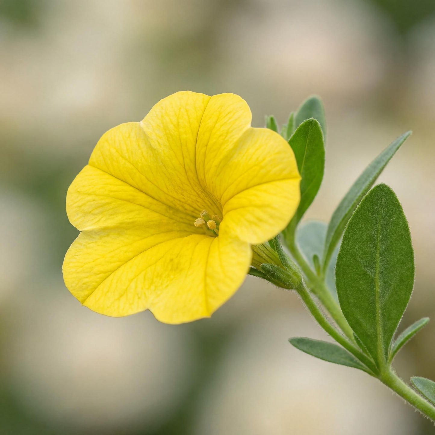 Yellow Trailing Million Bells