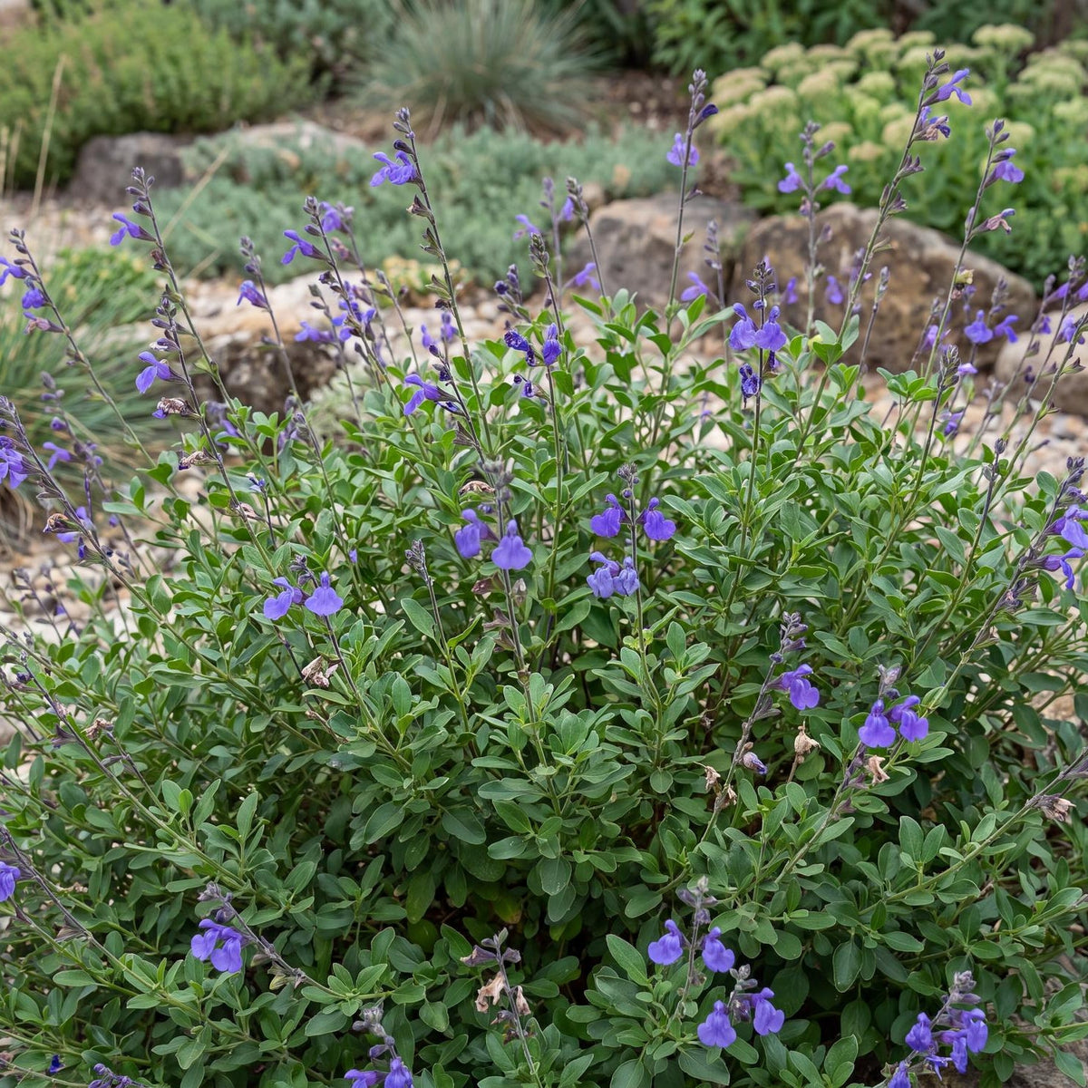Nuevo Leon Autumn Sage in a 4-inch pot, a bushy mound of aromatic green foliage with violet-blue flower spikes
