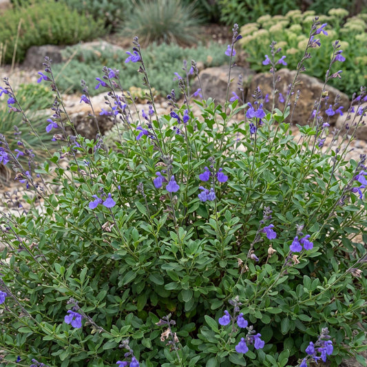 Nuevo Leon Autumn Sage in a 4-inch pot, a bushy mound of aromatic green foliage with violet-blue flower spikes