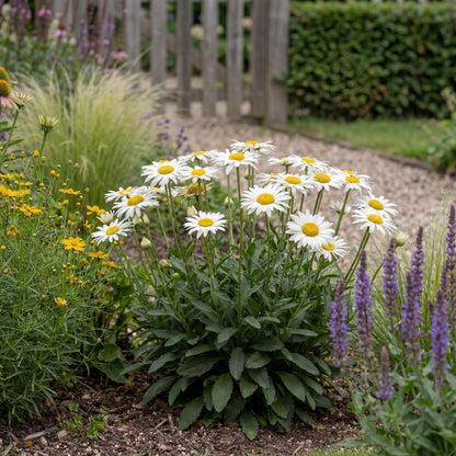 Lucille Chic Shasta Daisy