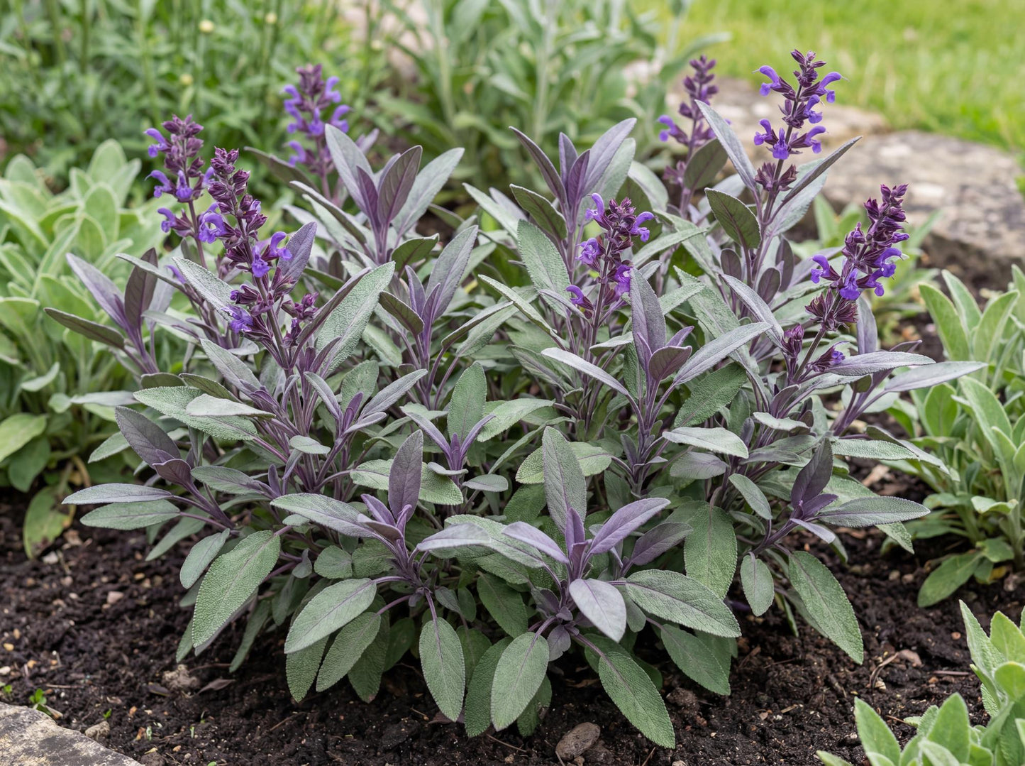Purple Sage