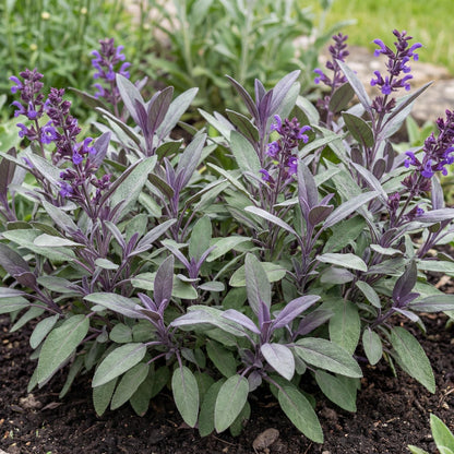 Purple Sage