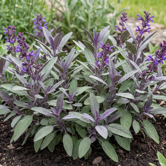Purple Sage