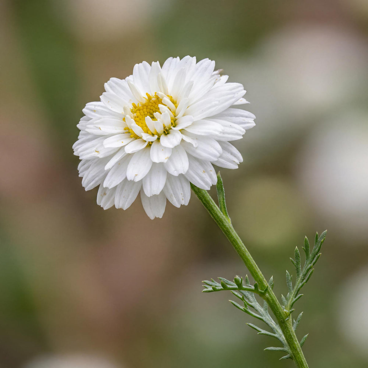 Flore Pleno Double-flowered Chamomile in a 4-inch pot, white pompom blooms over feathery green foliage
