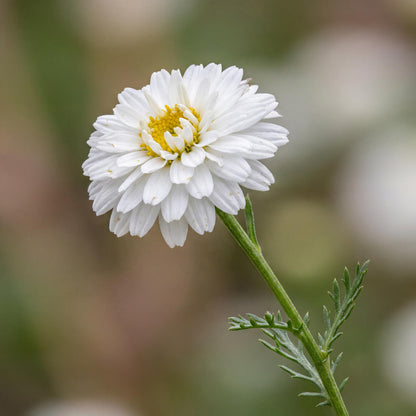 Flore Pleno Double-flowered Chamomile in a 4-inch pot, white pompom blooms over feathery green foliage