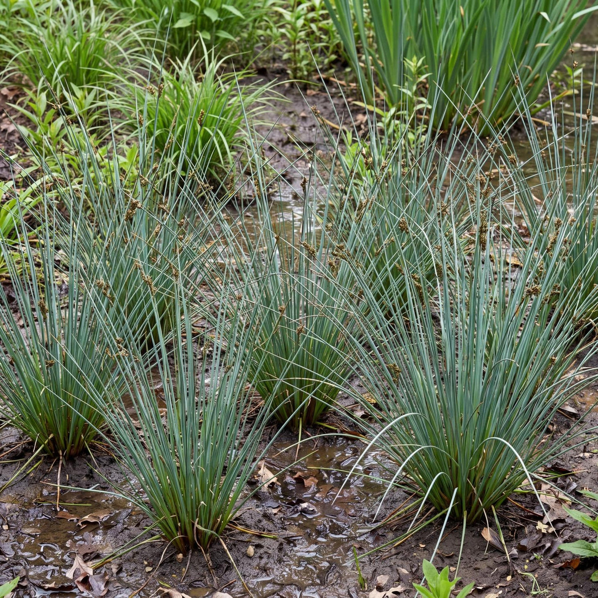 Elk Blue California Grey Rush