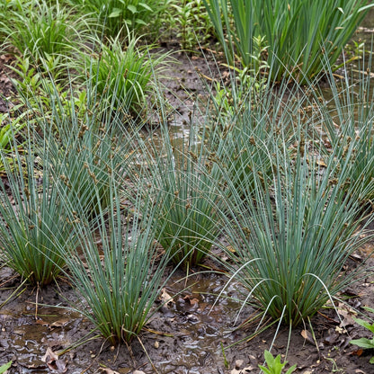 Elk Blue California Grey Rush