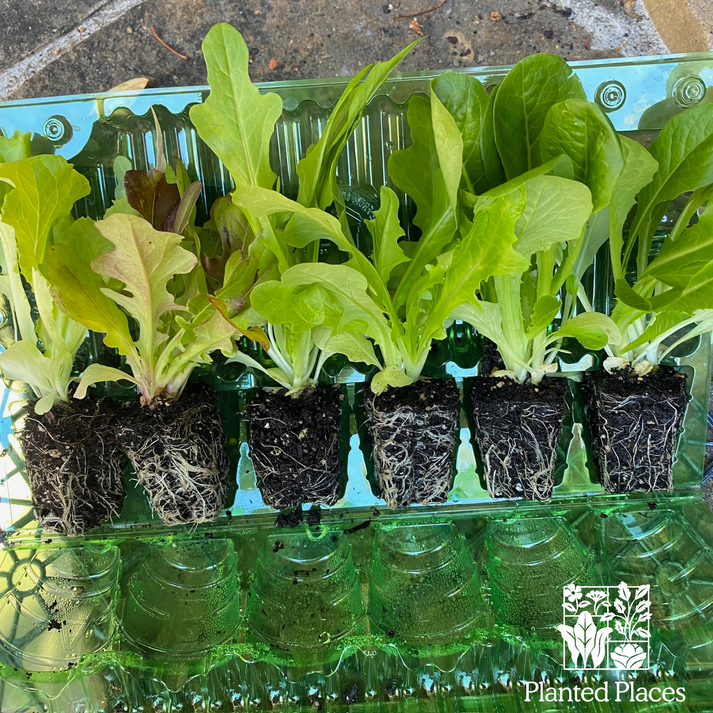 Seasonal Vegetable Seedling 6-Pack Bundle — Organic Live Starter Plants ...