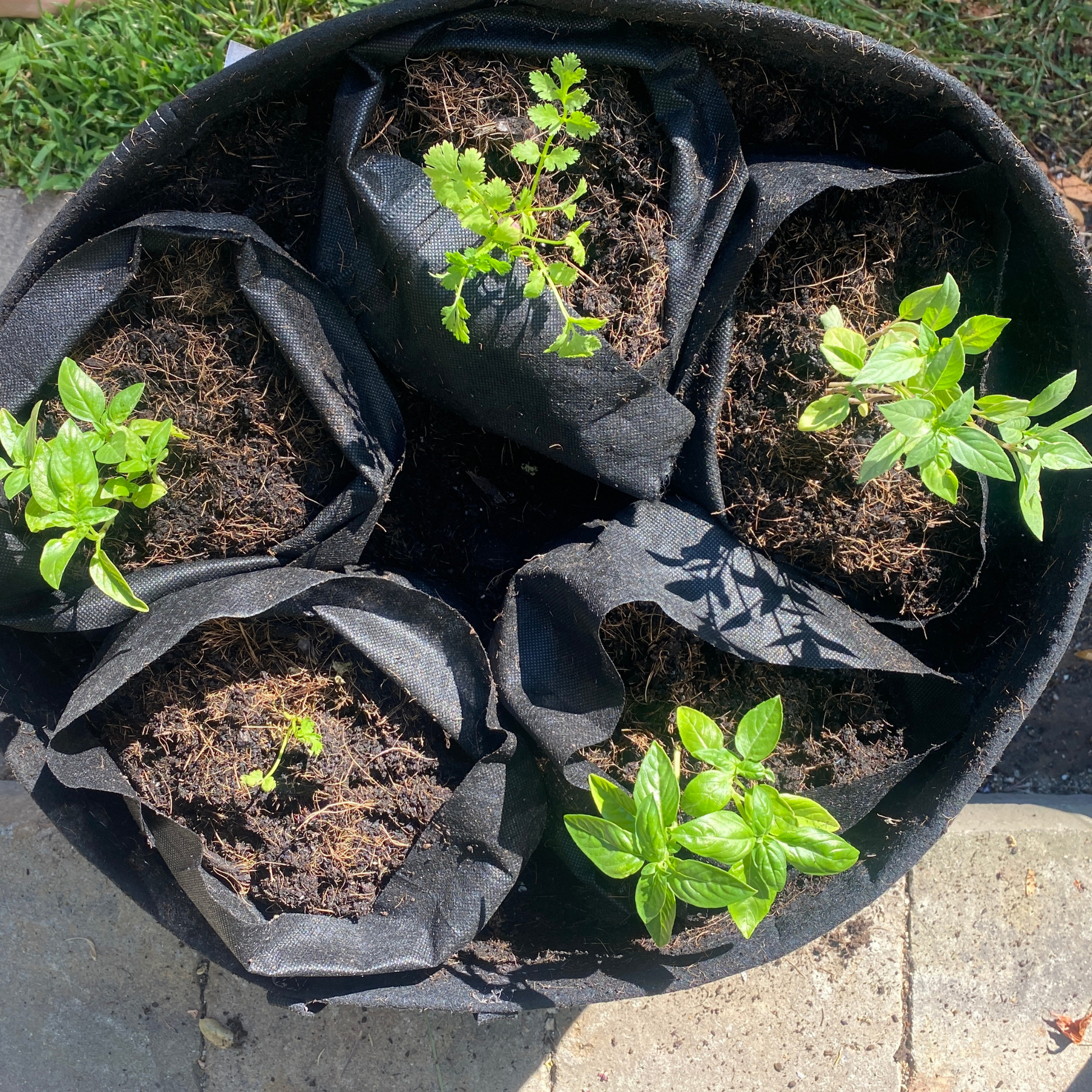 Organic Herb Garden Kit - Starter Plants & Everything You Need