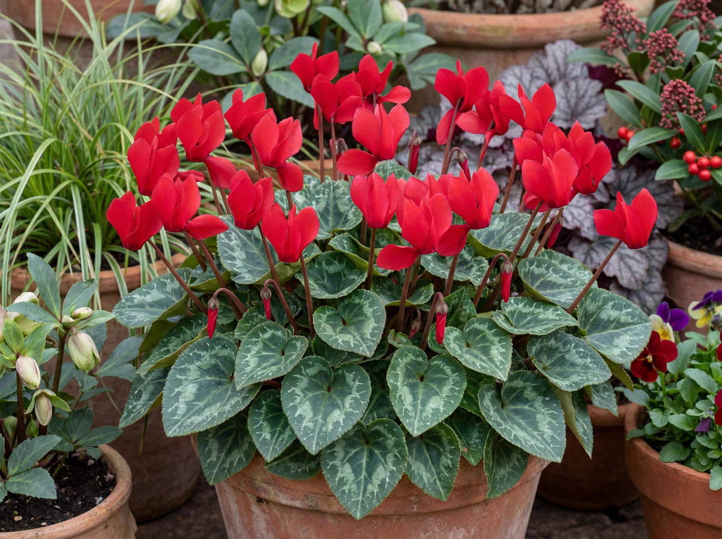 Scarlet Winfall Cyclamen