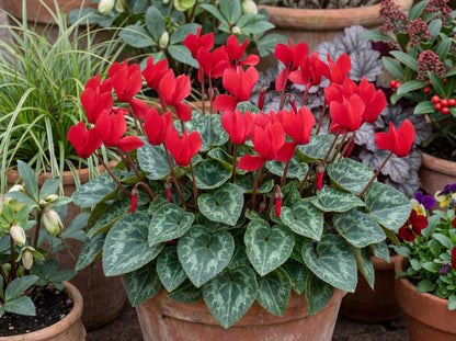 Scarlet Winfall Cyclamen