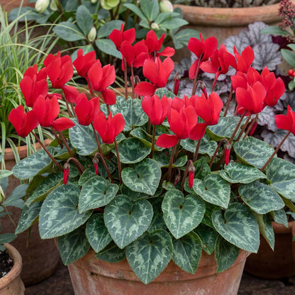 Scarlet Winfall Cyclamen