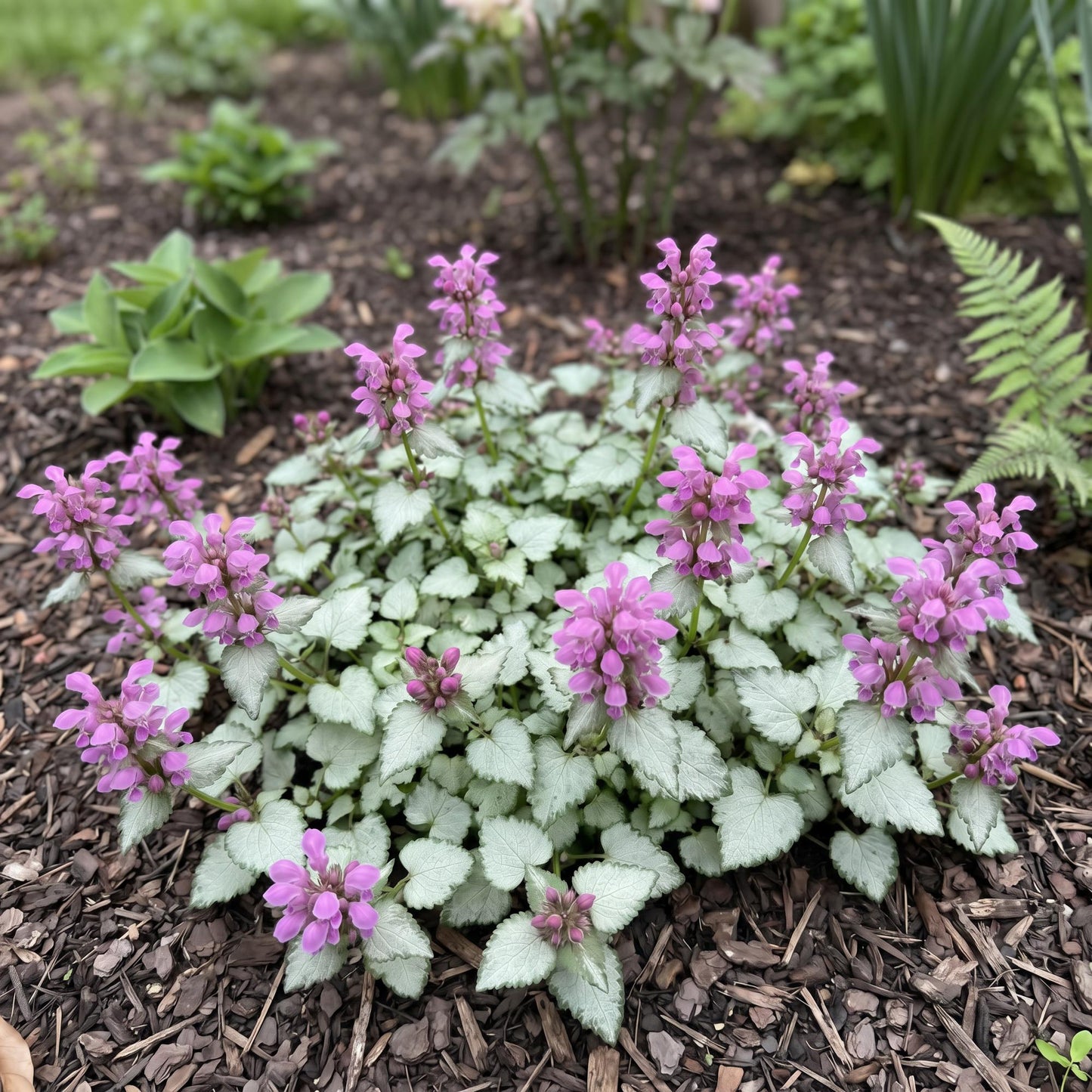 Ghost Lamium