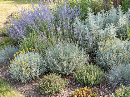 Pinnata Lavender