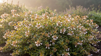 Radiance Glossy Abelia