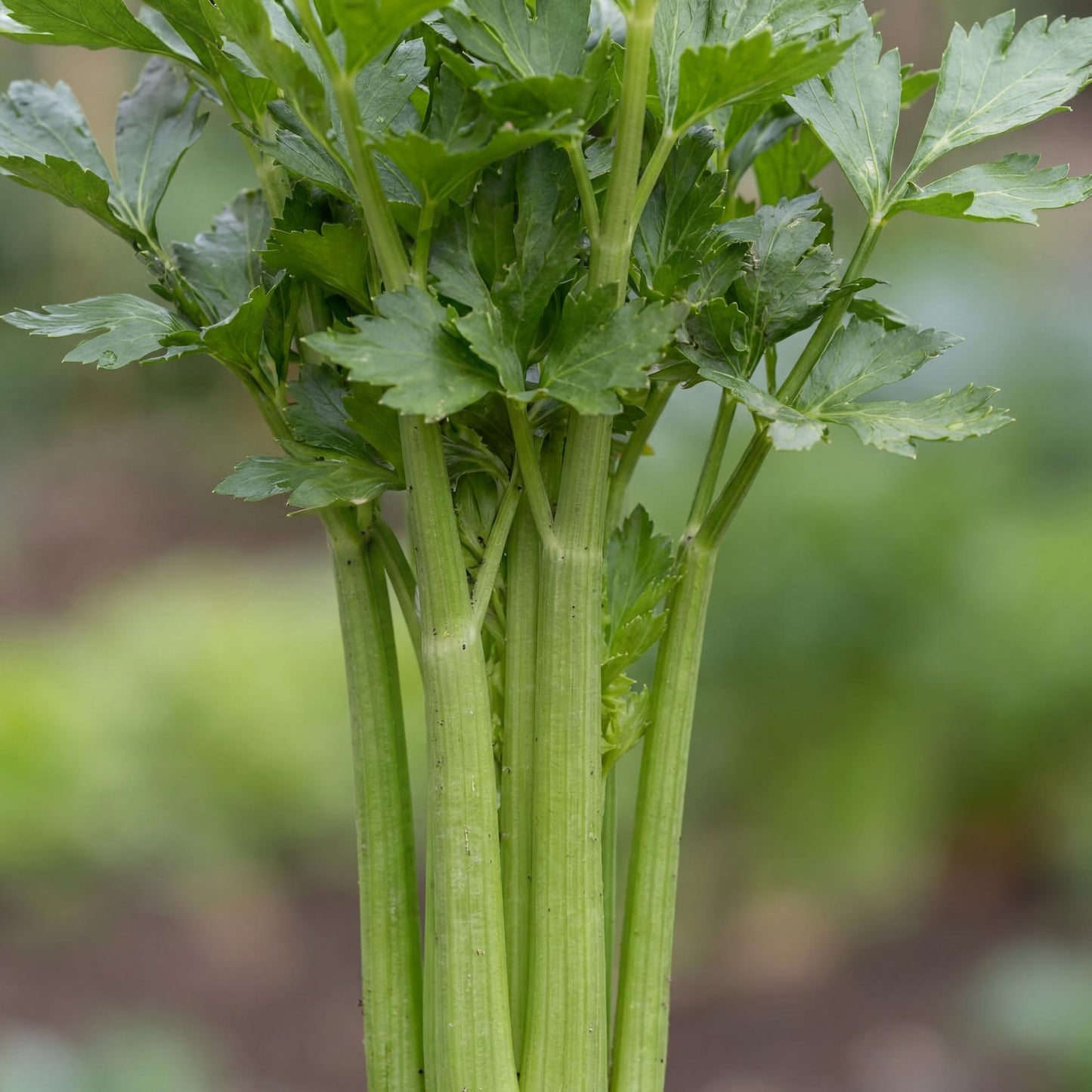 Tango Celery