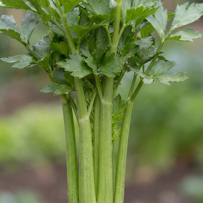 Tango Celery