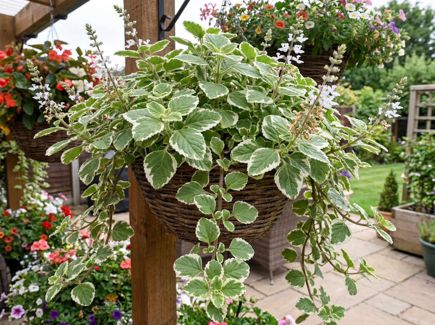 Variegated Swedish Ivy Plectranthus