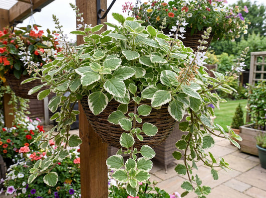 Variegated Swedish Ivy Plectranthus
