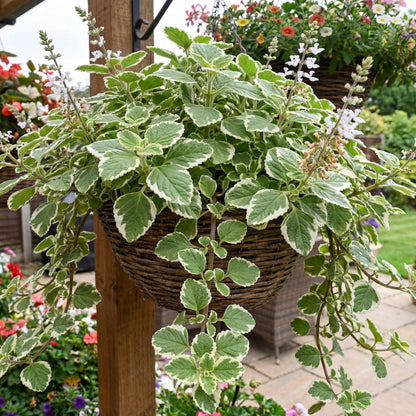 Variegated Swedish Ivy Plectranthus