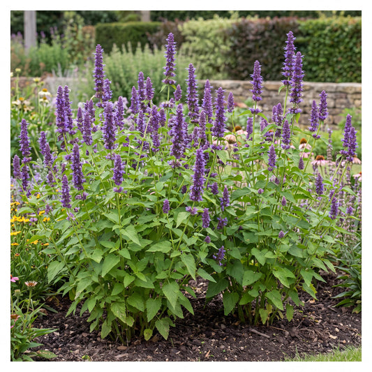 Blue Boa Agastache