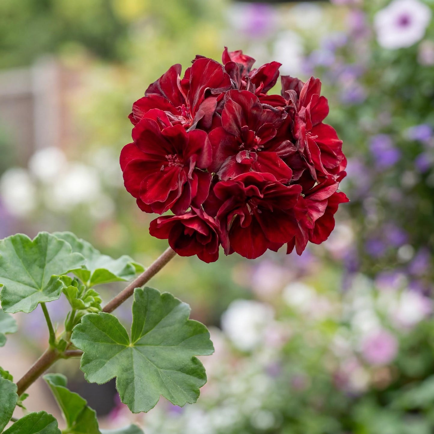 Great Balls of Fire Merlot Ivy Geranium