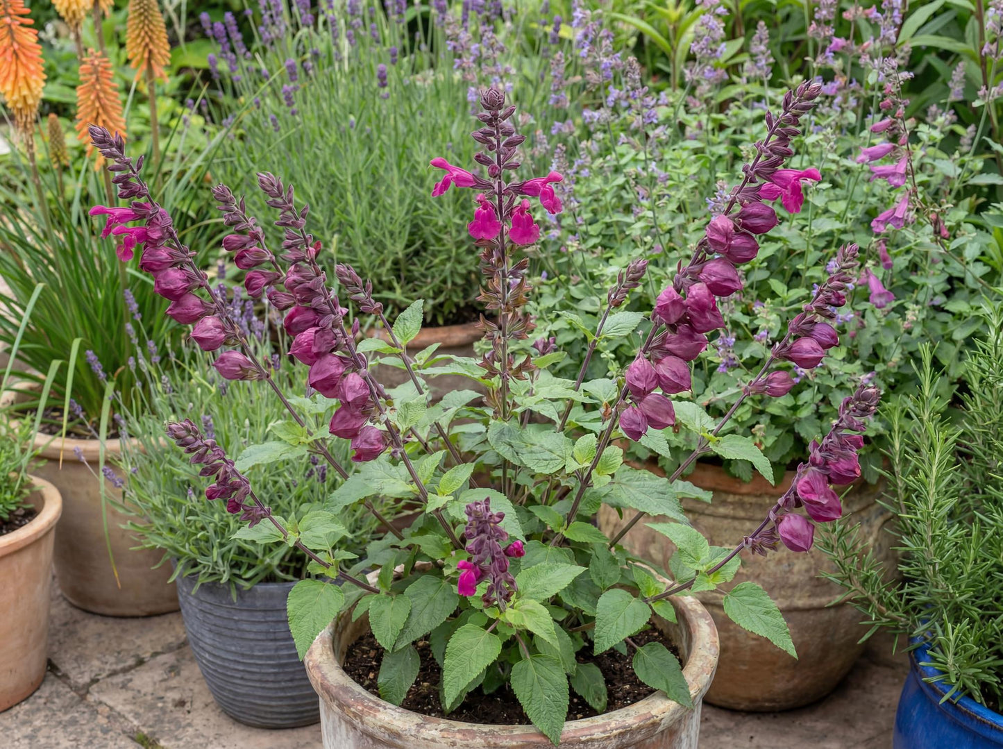 Pink Mulberry Salvia