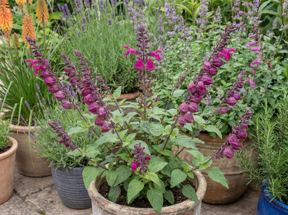 Pink Mulberry Salvia