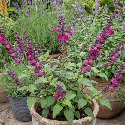 Pink Mulberry Salvia
