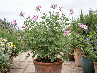 Van Leenii Citronella Geranium